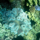 This picture taken on March 7, 2022 shows the bleaching of coral on the Great Barrier Reef, off the coast of the Australian state of Queensland
